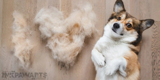 How to Groom a Corgi: Brushing, Bathing, and Coat Care Tips