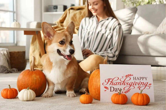 Thanksgiving with Your Corgi: Tips for a Safe, Fun & Cozy Holiday