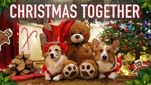 Best Christmas Gift Ideas for Corgi Lovers in 2025