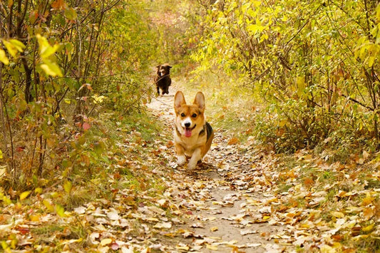 Corgi Care Tips: How to Raise a Happy and Healthy Corgi Puppy
