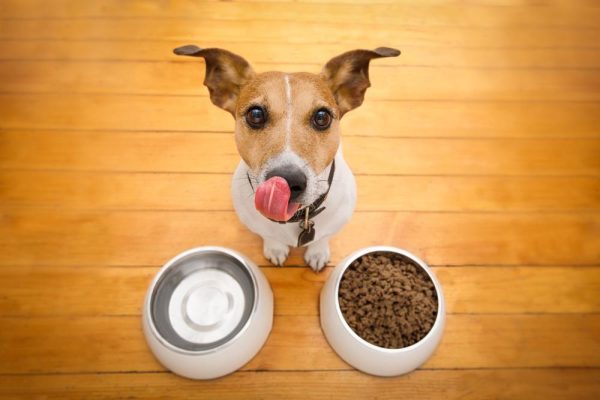 Top 10 hottest dog and cat bowls for pets