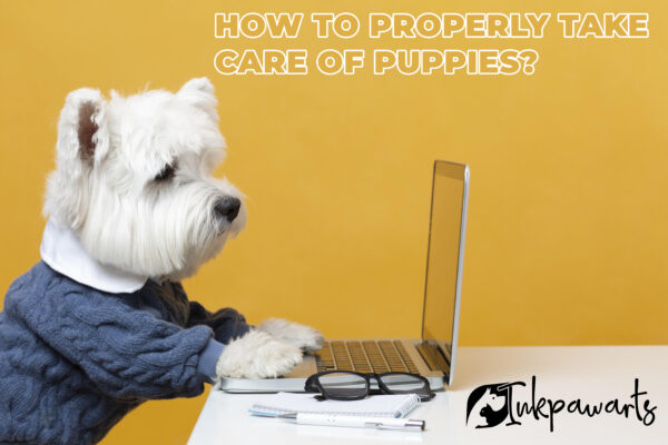 How to properly take care of puppies?