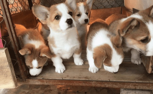 Corgi Dogs With Scabies - The Most Common Disease 4