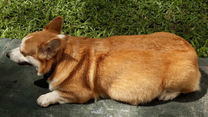Detailed Instructions On How To Care For Breeding Corgi Dogs