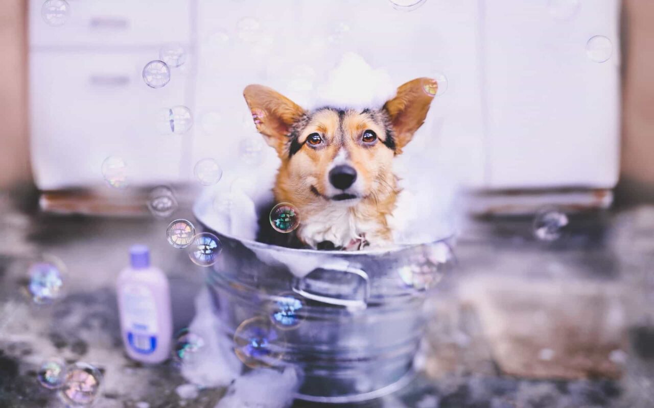 Instructions On How To Bathe Corgi Dogs And Properly Clean The Body