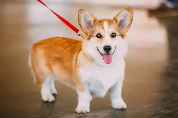 Interesting Information About Corgi Welsh – Super Adorable Short-Legged Dog