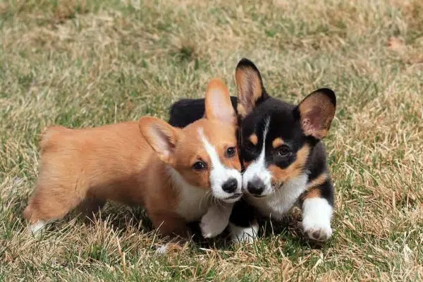 Learn About Pembroke Welsh Corgi – The Most Popular Corgi Breed