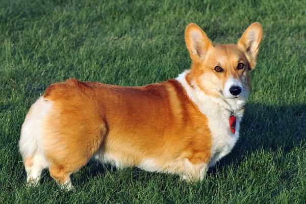 Training Corgi Dogs From A Young Age Is Simple But Effective