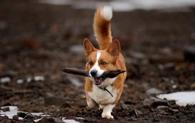 What Are The Reasons To Choose A Corgi Dog When Should They Not Be Raised