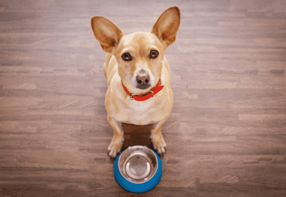 What Corgi Dog Eats And How To Take Perfect Care