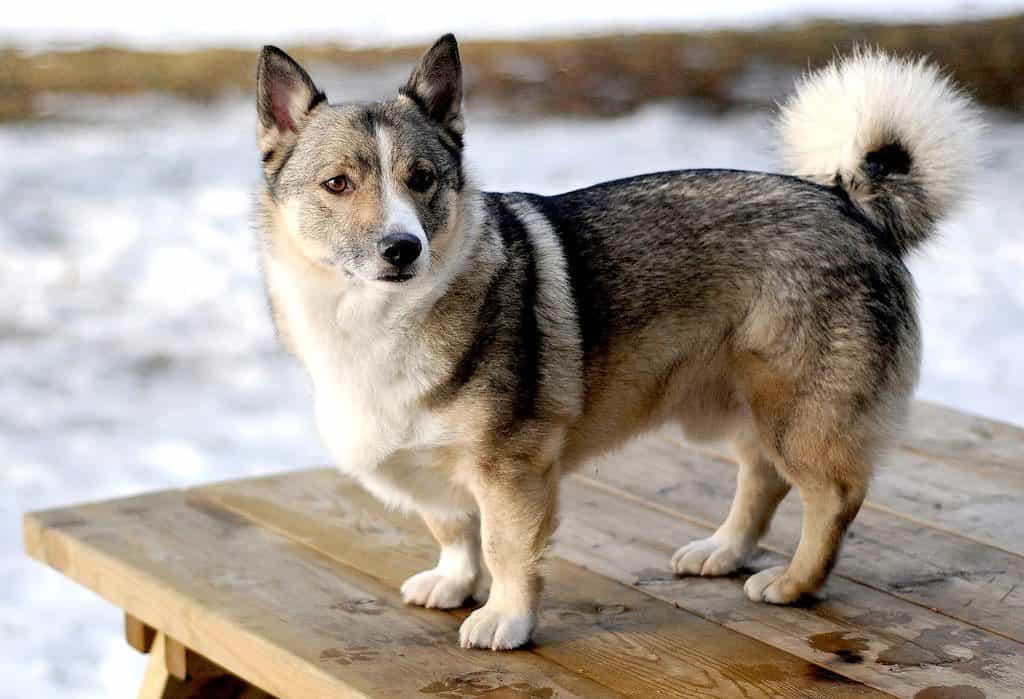 Corgi Hybrid Dogs With Super Funny Appearance