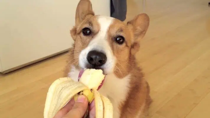 Scientific Nutrition Helps Corgi Dogs Live Healthy