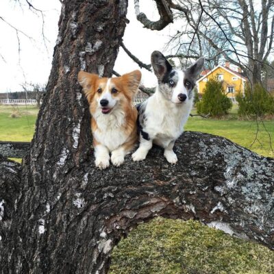There are 2 varieties of Corgi from Wales: Pembroke and Cardigan