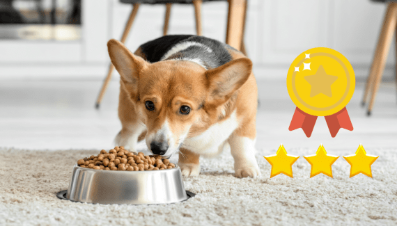 How to raise fat, healthy and beautiful Corgi puppies from 1.2 months old