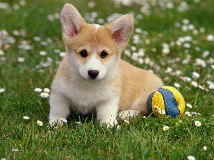 Breeding Corgi dogs need to pay attention to what 