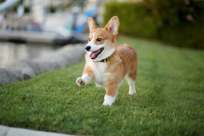 Breeding Corgi dogs need to pay attention to what 