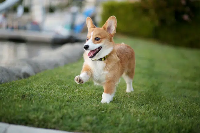 Breeding Corgi dogs need to pay attention to what 