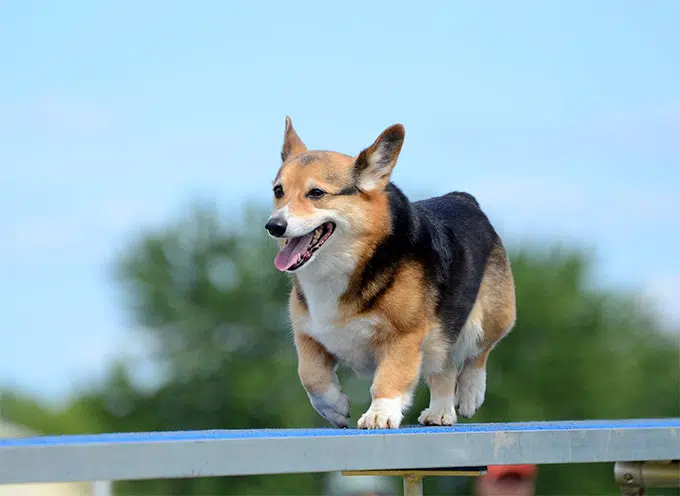 Breeding Corgi dogs need to pay attention to what 