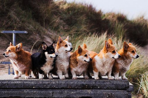 Breeding Corgi dogs need to pay attention to what 