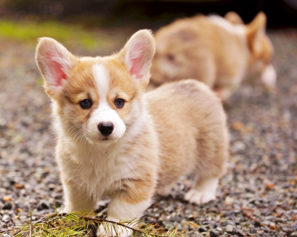 Breeding Corgi dogs need to pay attention to what 