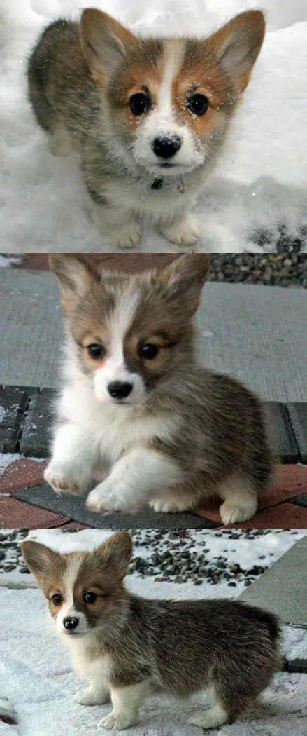 Breeding Corgi dogs need to pay attention to what 