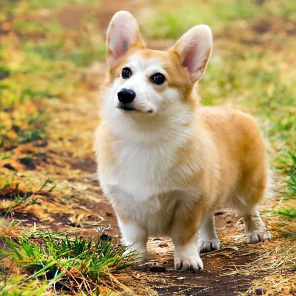 Breeding Corgi dogs need to pay attention to what 