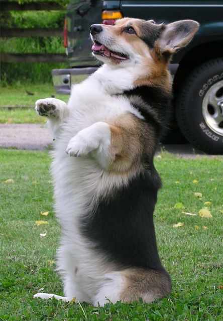 Breeding Corgi dogs need to pay attention to what 