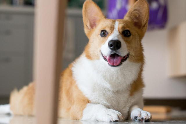 Breeding Corgi dogs need to pay attention to what 