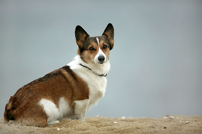 Breeding Corgi dogs need to pay attention to what 