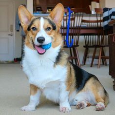 Breeding Corgi dogs need to pay attention to what