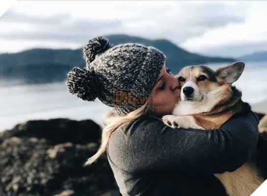 Seeing the sad stranger at the airport, baby Corgi quickly ran to comfort and give him a happy time.