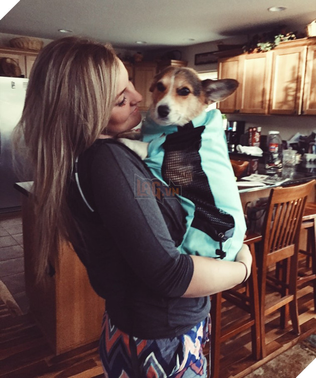 Seeing the sad stranger at the airport, baby Corgi quickly ran to comfort and give him a happy time.