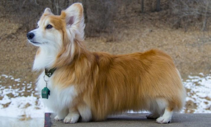Learn the characteristics and personality of the Corgi Fluffy