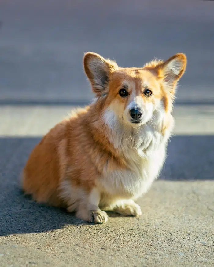 Learn the characteristics and personality of the Corgi Fluffy