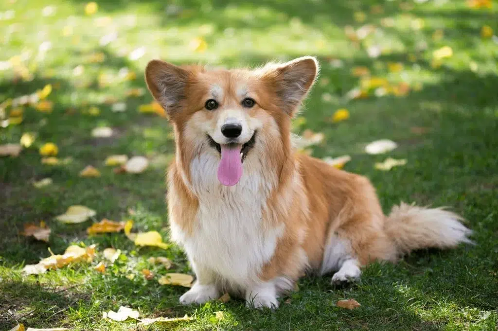 Learn the characteristics and personality of the Corgi Fluffy