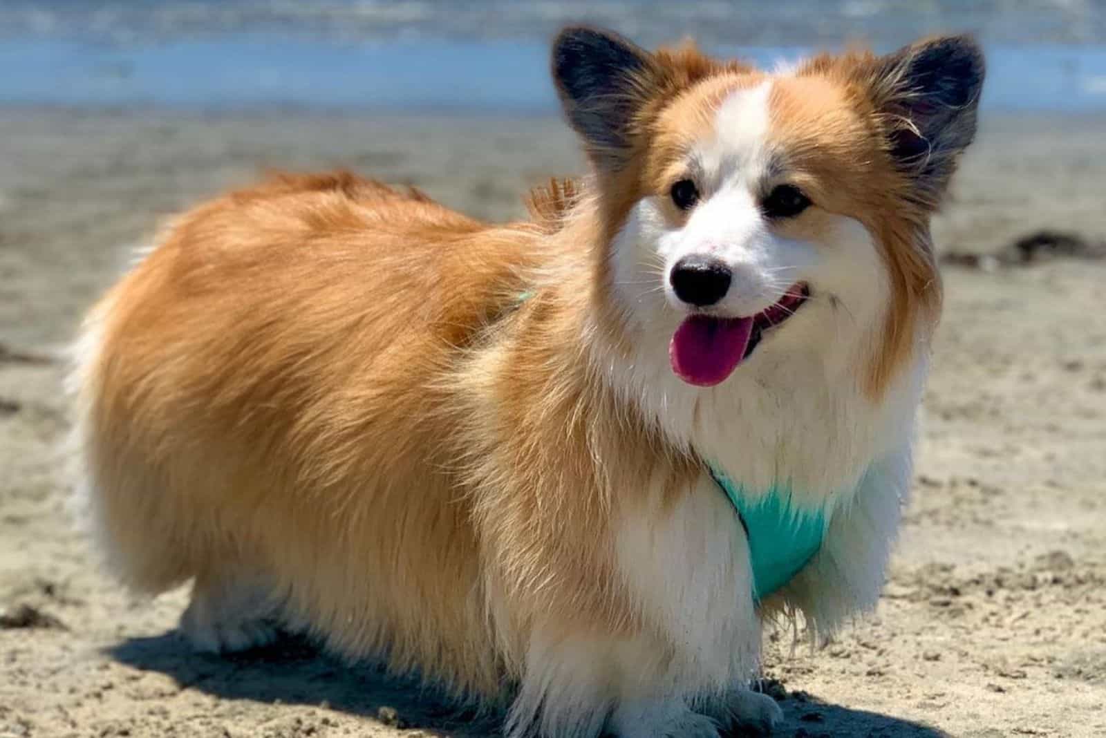 Learn the characteristics and personality of the Corgi Fluffy