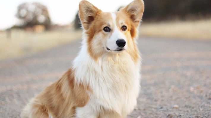 Learn the characteristics and personality of the Corgi Fluffy