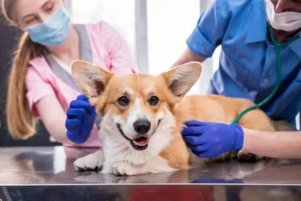 Pet Care #1: Clues Your Corgi is Pregnant | Inkpawarts.com