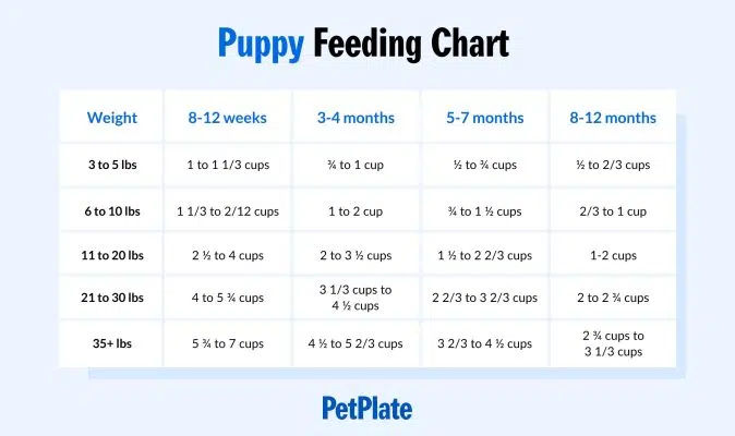 Pet Care #1: Clues Your Corgi is Pregnant | Inkpawarts.com