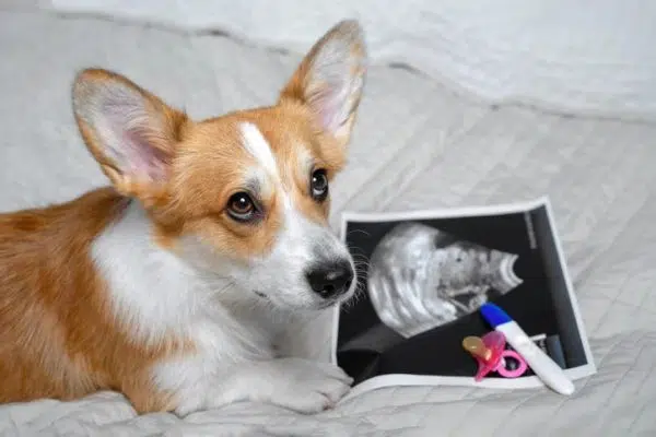 Pet Care #1: Clues Your Corgi is Pregnant | Inkpawarts.com