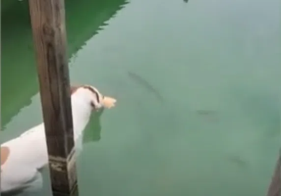 Dogs use bread as bait to catch fish