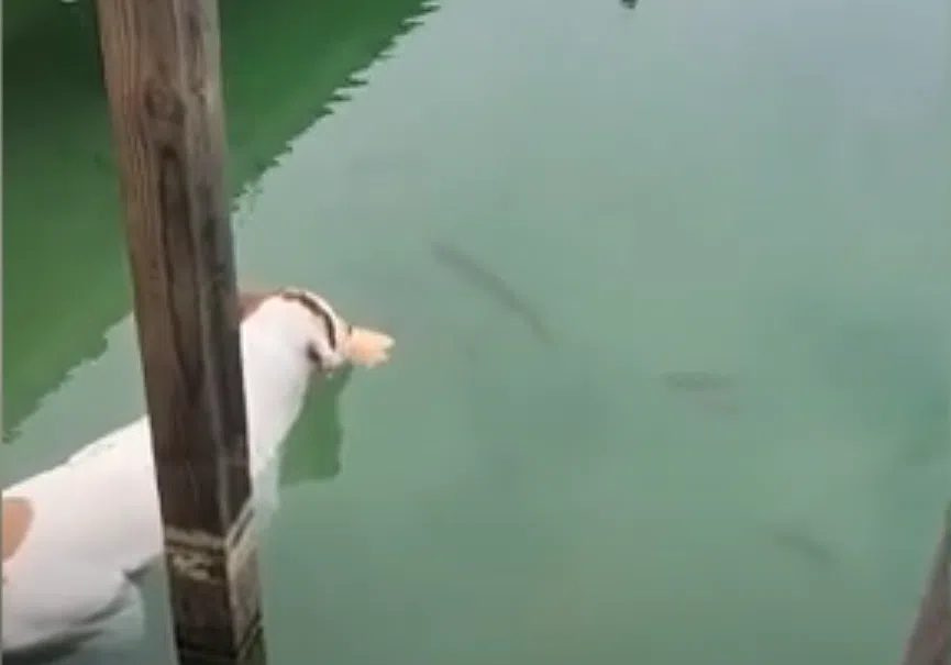 Dogs use bread as bait to catch fish