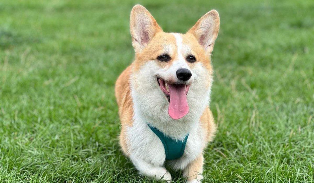 Maybe you don't know 8 interesting facts about corgi