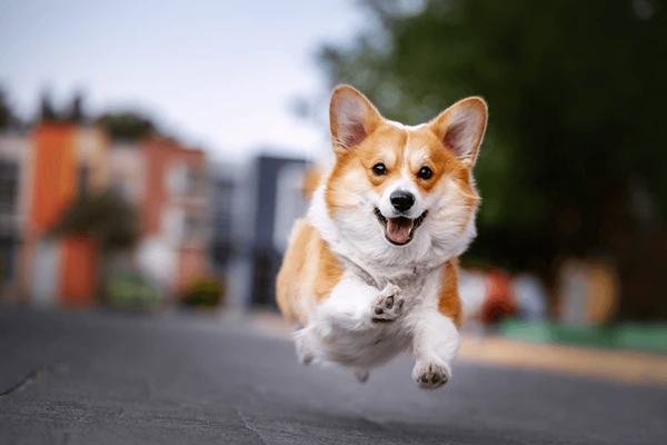 Maybe you don't know 8 interesting facts about corgi