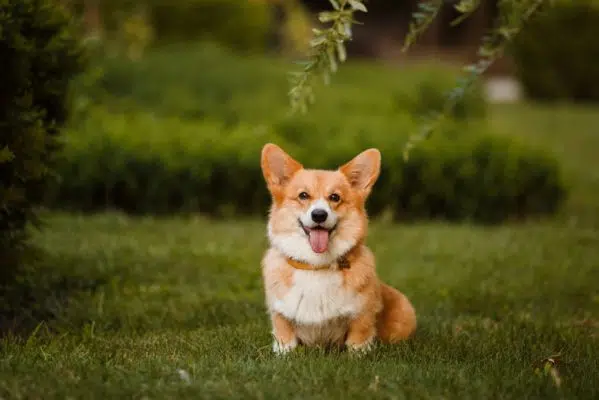 Maybe you don't know 8 interesting facts about corgi