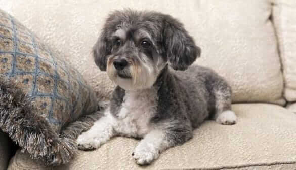 Distinguishing between Hybrid and Purebred Poodle Dogs