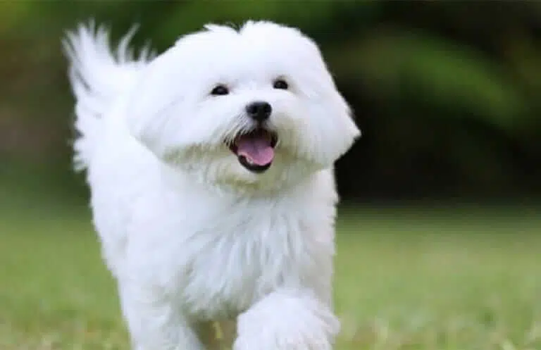 Origin and characteristics of the Maltese Dog