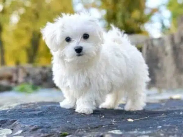 Origin and characteristics of the Maltese Dog