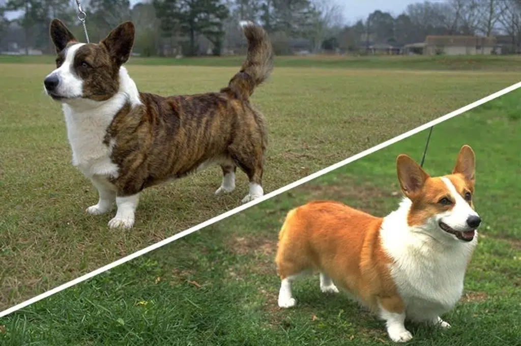 Do Purebred Corgi Dogs Have Tails