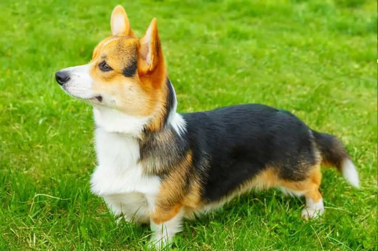 Do Purebred Corgi Dogs Have Tails